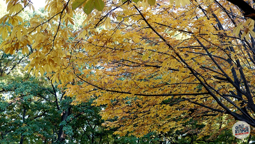 Seoul Olympic park in autumn